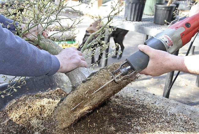 图解 盆景怎样翻盘移栽的过程