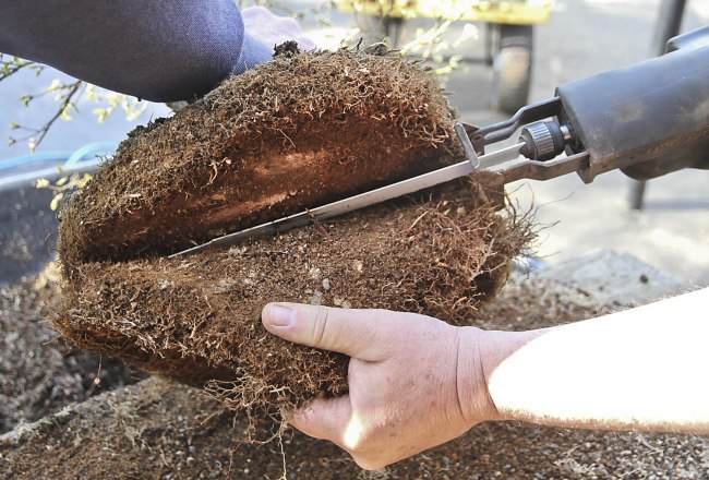 图解 盆景怎样翻盘移栽的过程