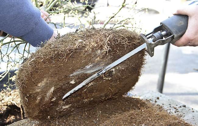 图解 盆景怎样翻盘移栽的过程