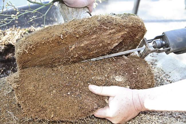 图解 盆景怎样翻盘移栽的过程