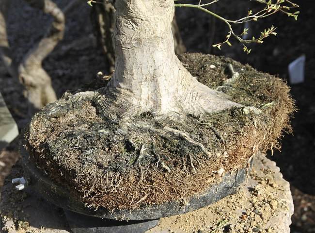 图解 盆景怎样翻盘移栽的过程