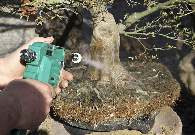 图解 盆景怎样翻盘移栽的过程