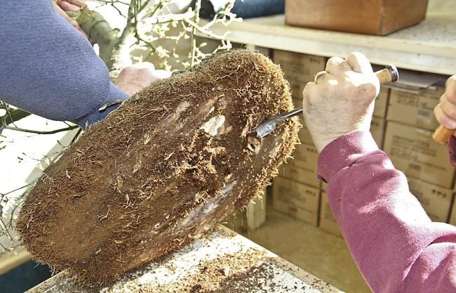 图解 盆景怎样翻盘移栽的过程