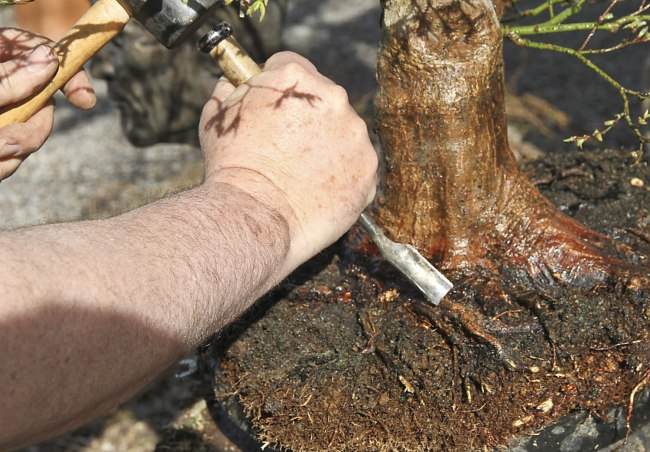 图解 盆景怎样翻盘移栽的过程