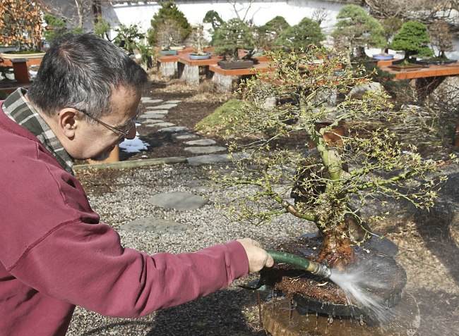 图解 盆景怎样翻盘移栽的过程