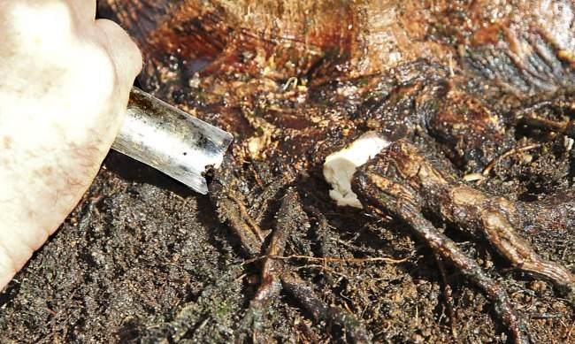 图解 盆景怎样翻盘移栽的过程