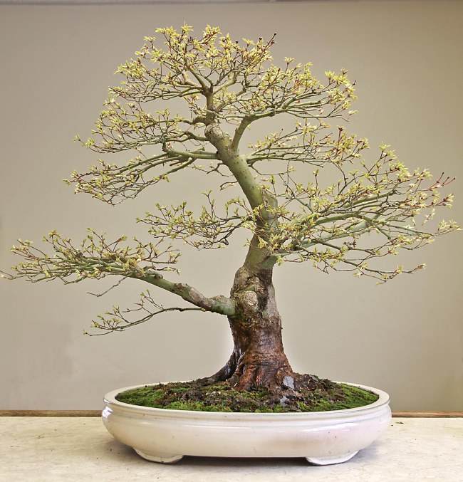 图解 盆景怎样翻盘移栽的过程