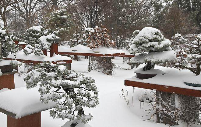 北极以南的地方 适合盆景生长吗?