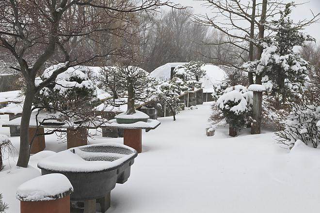 北极以南的地方 适合盆景生长吗?