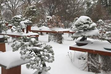 北极以南的地方 适合盆景生长吗？