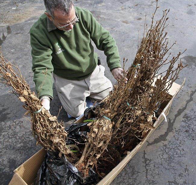 图解 怎么制作山毛榉森林盆景的34个过程