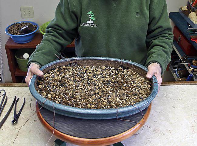 图解 怎么制作山毛榉森林盆景的34个过程