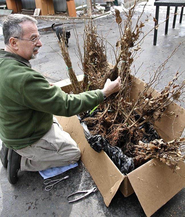 图解 怎么制作山毛榉森林盆景的34个过程