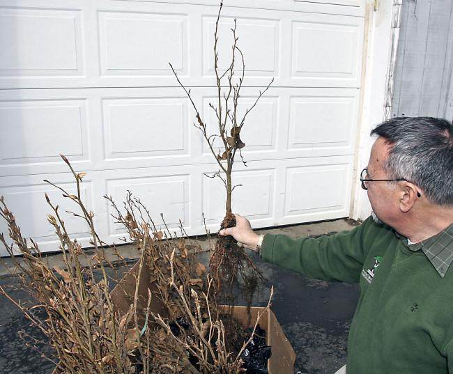 图解 怎么制作山毛榉森林盆景的34个过程