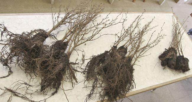 图解 怎么制作山毛榉森林盆景的34个过程