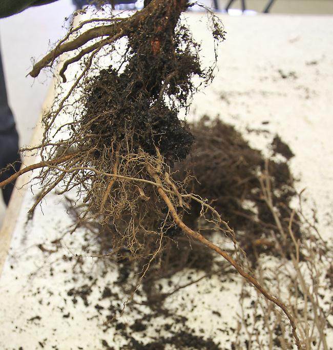 图解 怎么制作山毛榉森林盆景的34个过程