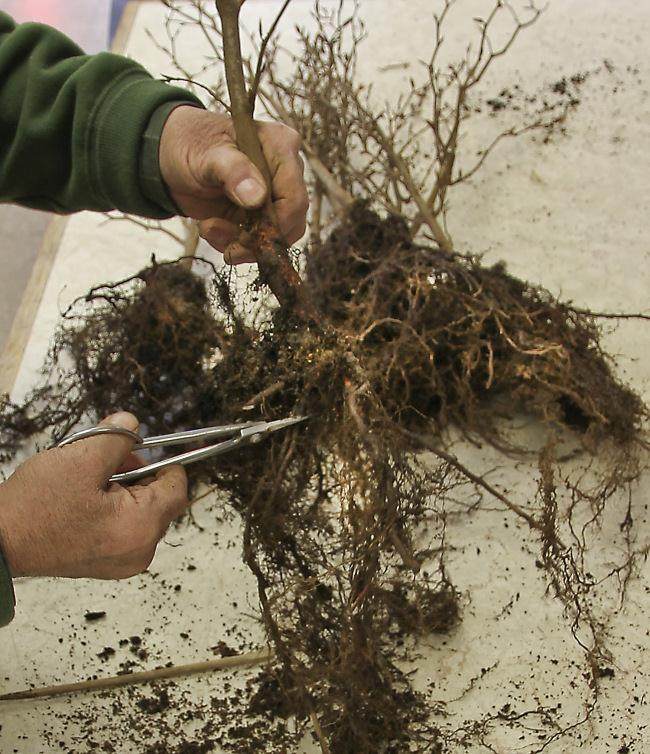 图解 怎么制作山毛榉森林盆景的34个过程