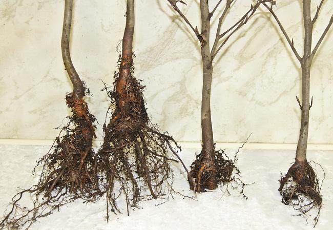 图解 怎么制作山毛榉森林盆景的34个过程