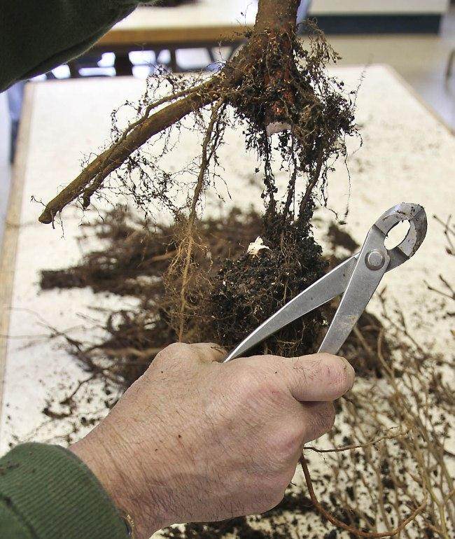 图解 怎么制作山毛榉森林盆景的34个过程