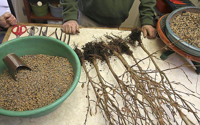 图解 怎么制作山毛榉森林盆景的34个过程