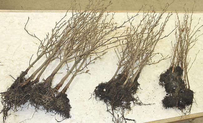 图解 怎么制作山毛榉森林盆景的34个过程