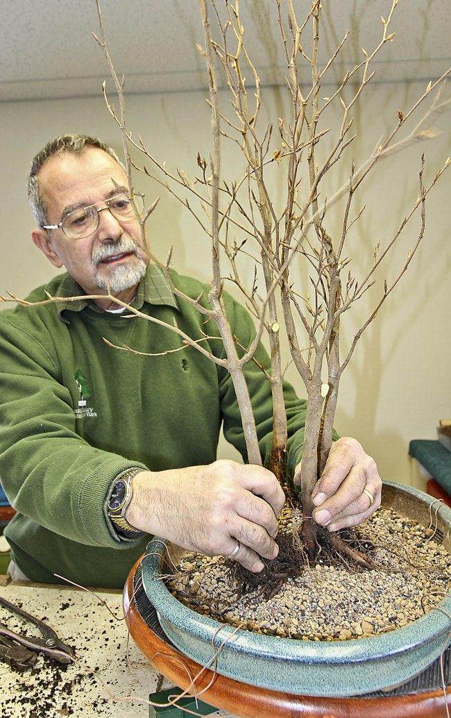 图解 怎么制作山毛榉森林盆景的34个过程