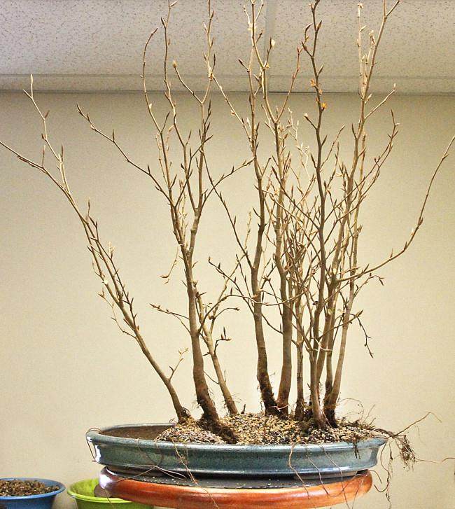 图解 怎么制作山毛榉森林盆景的34个过程