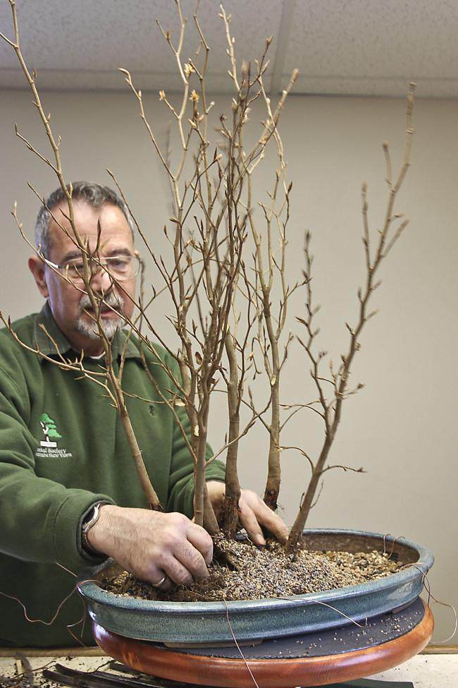 图解 怎么制作山毛榉森林盆景的34个过程