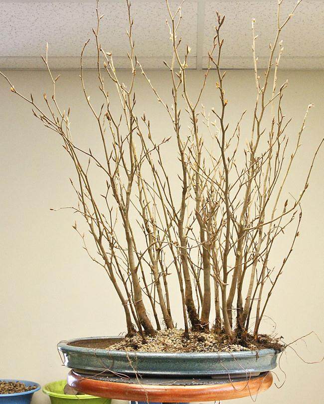 图解 怎么制作山毛榉森林盆景的34个过程