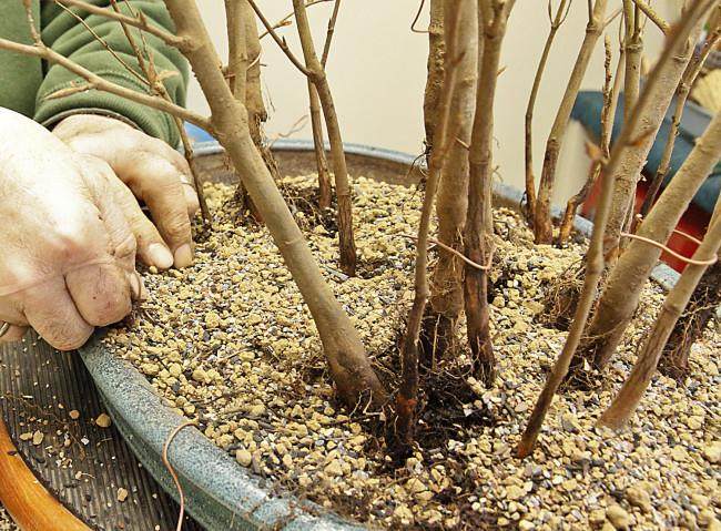 图解 怎么制作山毛榉森林盆景的34个过程