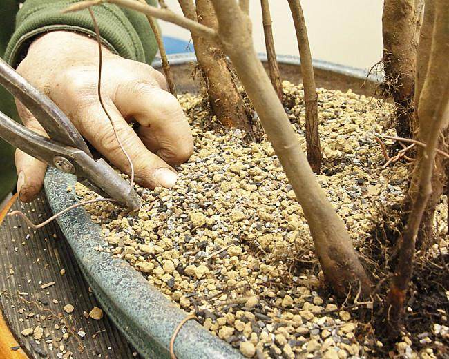 图解 怎么制作山毛榉森林盆景的34个过程