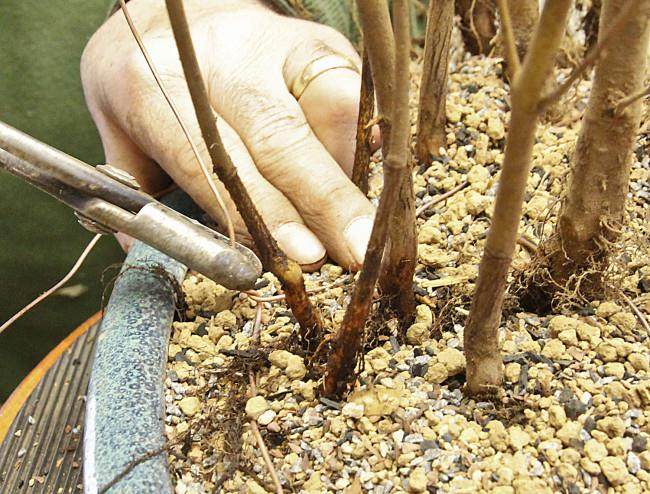 图解 怎么制作山毛榉森林盆景的34个过程