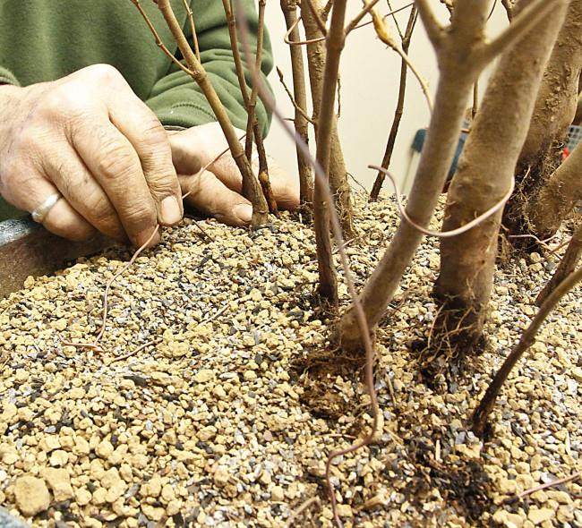 图解 怎么制作山毛榉森林盆景的34个过程