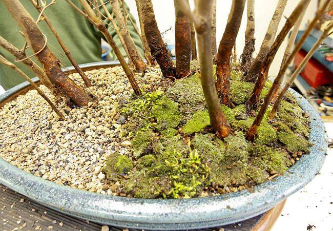 图解 怎么制作山毛榉森林盆景的34个过程