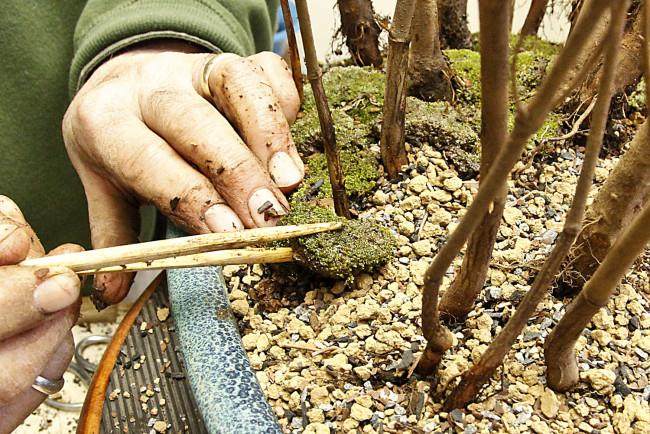 图解 怎么制作山毛榉森林盆景的34个过程