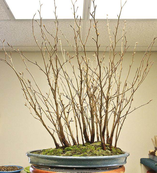 图解 怎么制作山毛榉森林盆景的34个过程