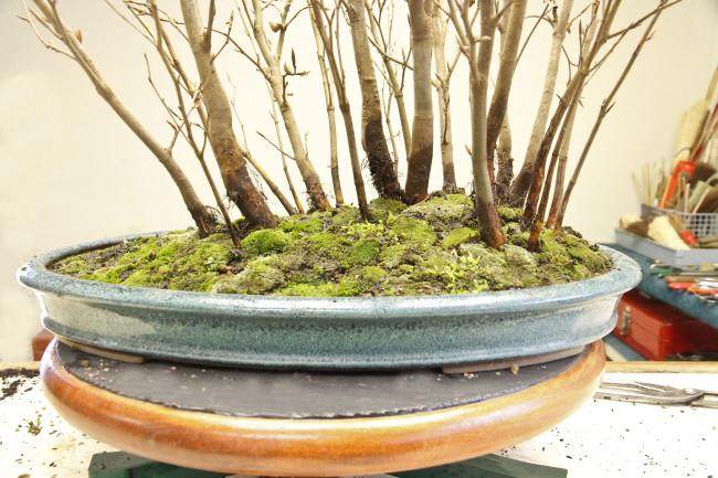 图解 怎么制作山毛榉森林盆景的34个过程