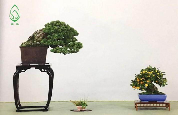 盆景都是这样被玩死的?