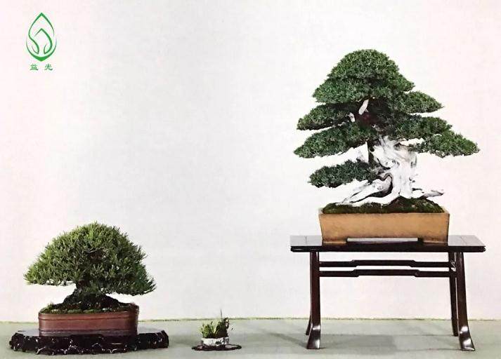 盆景都是这样被玩死的?