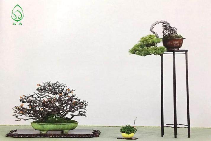 盆景都是这样被玩死的?