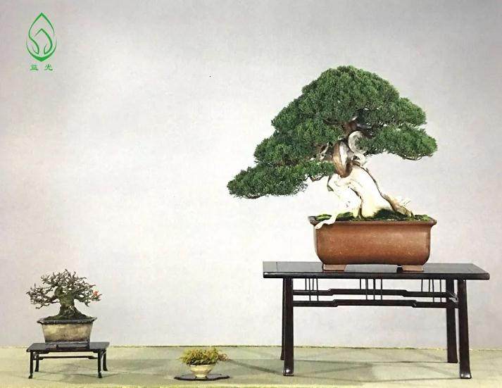 盆景都是这样被玩死的?