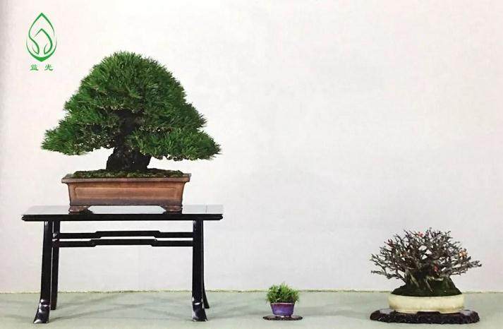 盆景都是这样被玩死的?