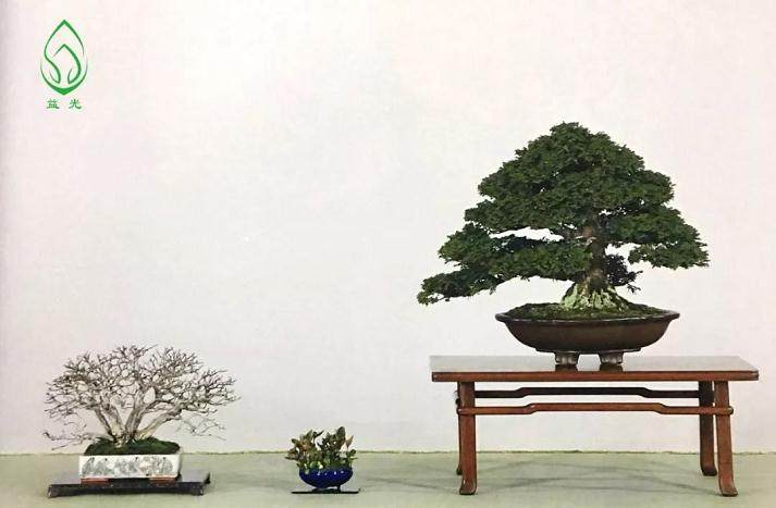 盆景都是这样被玩死的?