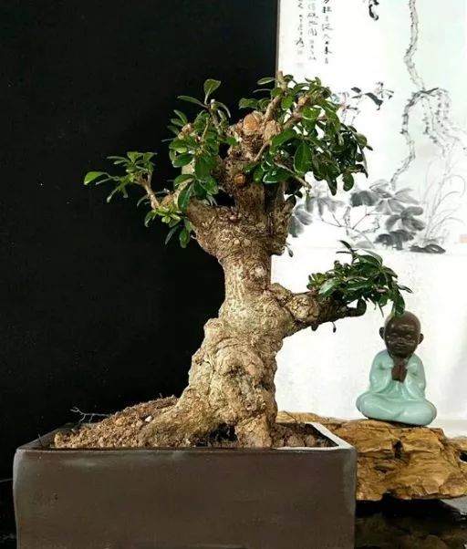 怎样用洗根来制作盆景露根的6种方法