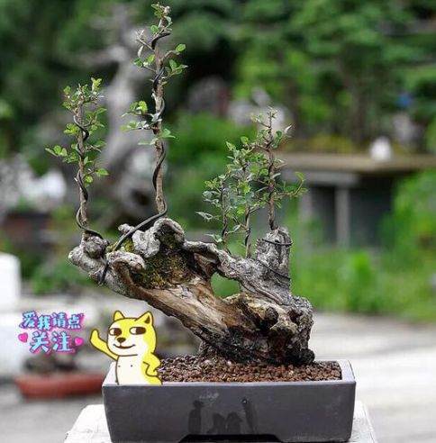 怎样用洗根来制作盆景露根的6种方法