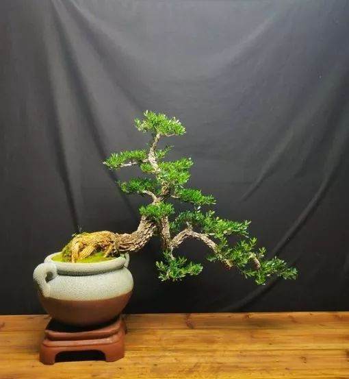 怎样用洗根来制作盆景露根的6种方法