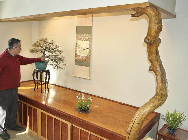 图解 盆景怎么盘扎修剪的14个过程