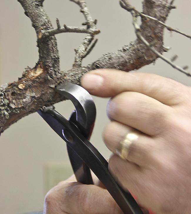 图解 盆景怎么盘扎修剪的14个过程