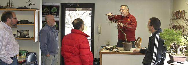 图解 盆景怎么盘扎修剪的14个过程