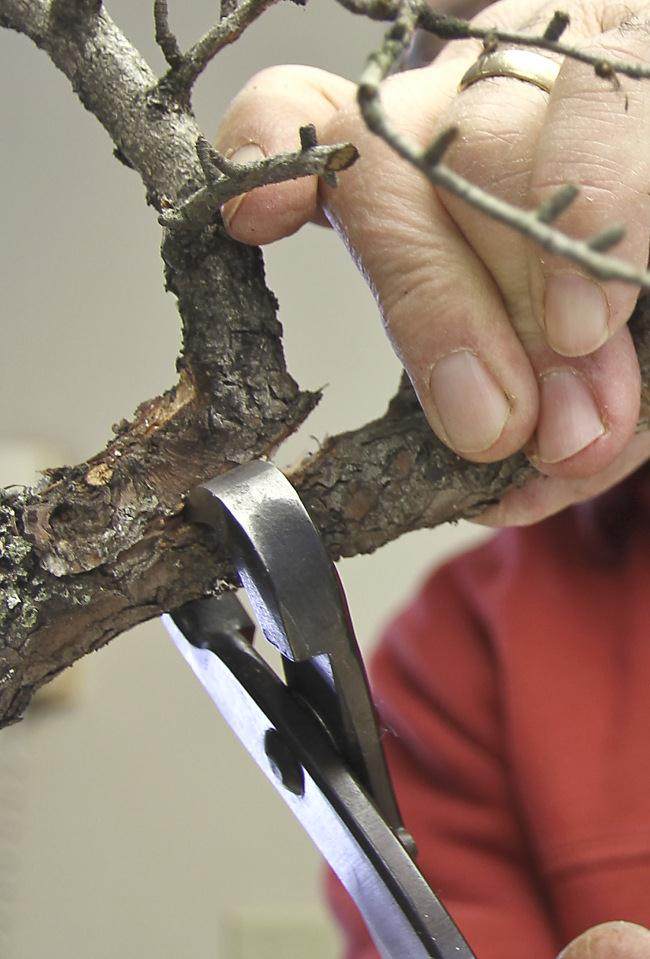 图解 盆景怎么盘扎修剪的14个过程